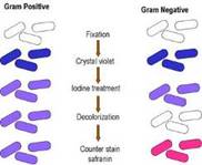 http://www.collegemicrob.narod.ru/diagnostik/img/gram-st-2.-pg.jpg