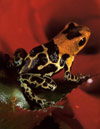 Dendrobates fantasticus