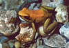 Phyllobates terribilis