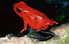 Dendrobates pumilio